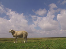 Schaf auf dem Deich - (C) www.ferienhaus-nordfriesland.com