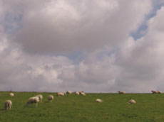 Schafe auf dem Deich - (C) www.ferienhaus-nordfriesland.com