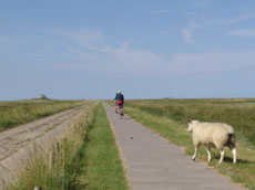 Weg zur Hamburger Hallig - (C) www.ferienhaus-nordfriesland.com