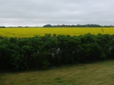 Blick aus dem Schlafzimmerfenster - (C) www.ferienhaus-nordfriesland.com